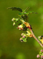 MSA RIBES NIGRUM 50 ML - Farmacianuova.eu