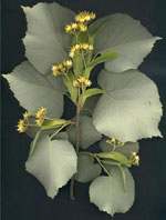 MSA TILIA TOMENTOSA 50 ML - Farmacianuova.eu