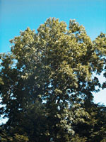MSA FRAXINUS EXCELSIOR 50 ML - Farmacianuova.eu