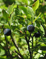 MSA VACCINIUM MYRTIL 50 ML - Farmacianuova.eu