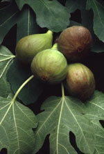 MSA FICUS CARICA 50 ML - Farmacianuova.eu