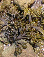 TSA FUCUS VESICULOSUS 50 ML - Farmacianuova.eu