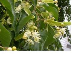 EIE TIGLIO 30 ML GOCCE - Farmacianuova.eu